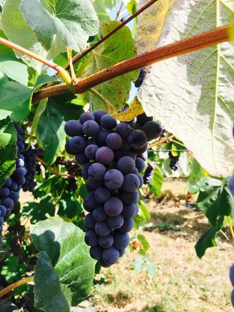 Divino Estate Winery LTD