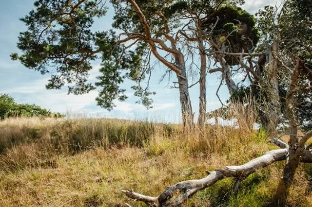 Rheinsteig St. Goar - Kestert