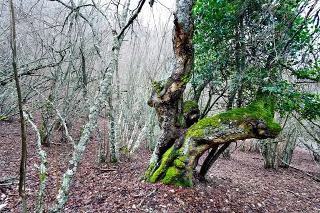 Dehesa Bonita de Somosierra