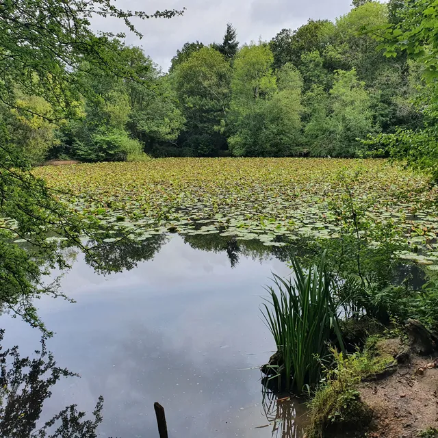 Ashtead Park nature reserve