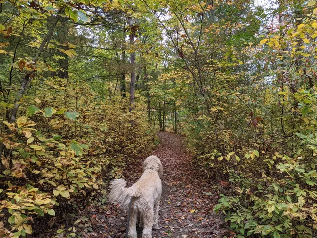 Wrentham State Forest