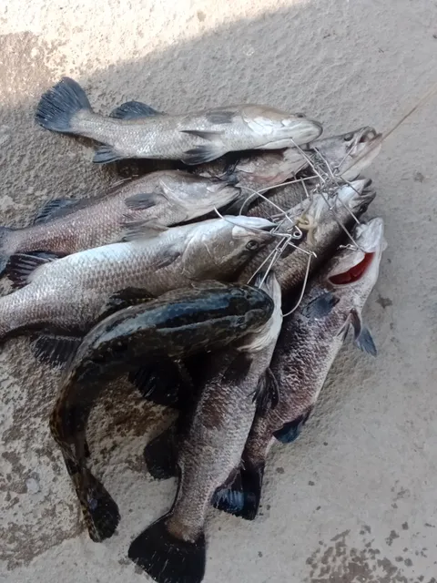 Kolam Mancing Amj Alor Gajah