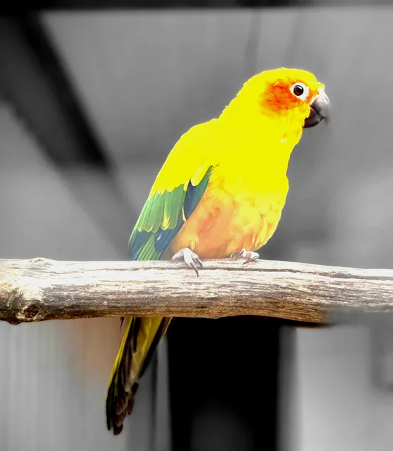 Vogelpark Maria-Veen