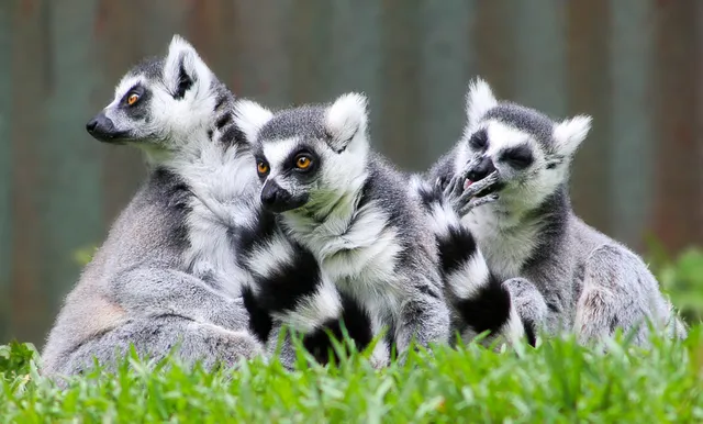 Lemurs Park