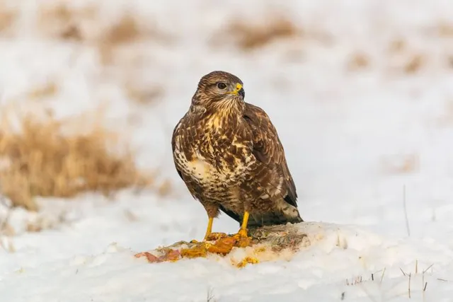 Xtreme Falconry at Dorset Falconry Park