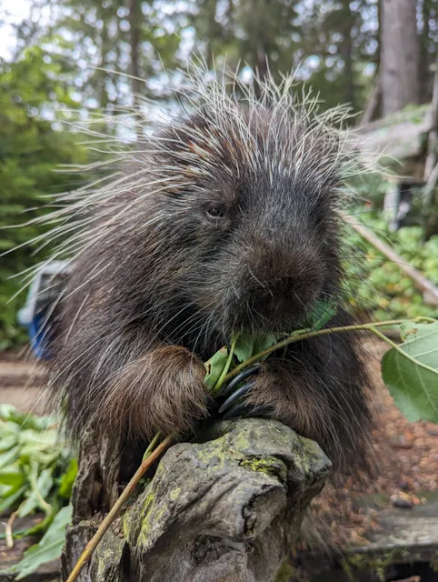 The Kroschel Wildlife Center