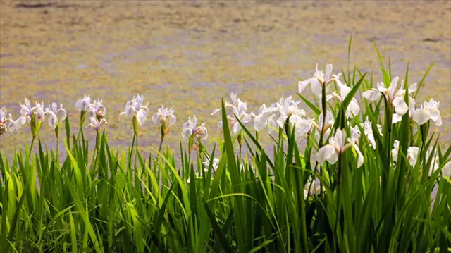Midorogaike Pond (Mizorogaike Pond)