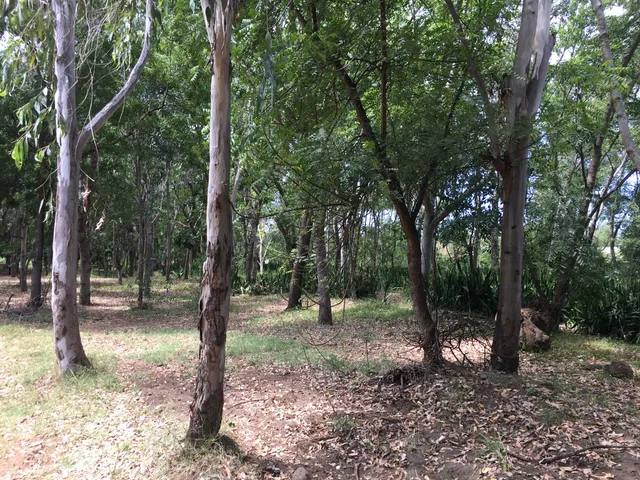 Forêt d'Étang-Salé