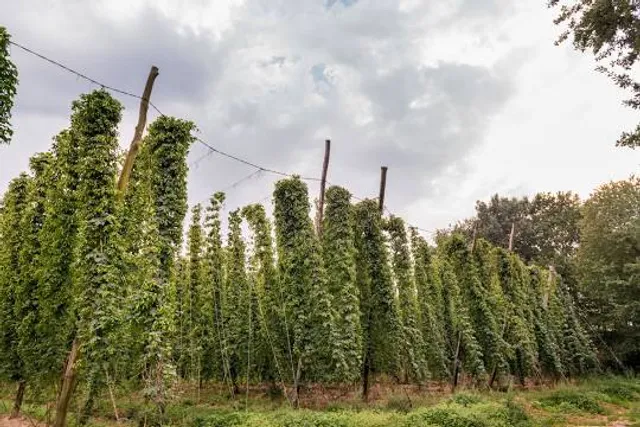The Hop Farm
