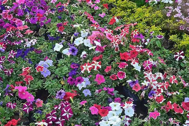 Riverfront Flower Park