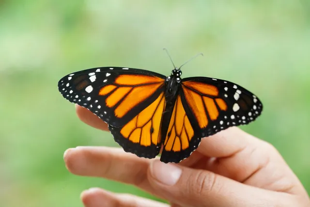 Mariposario Monte Alto