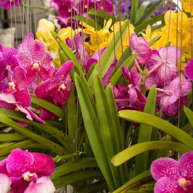 Chatuchak Plant Market