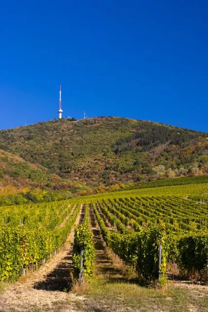 Kopasz Hill, Tokaj