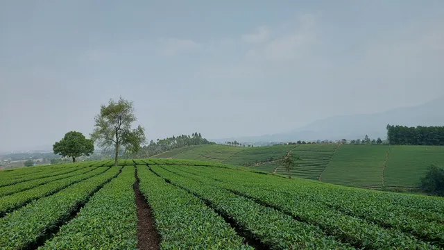 Lưng đồi camping