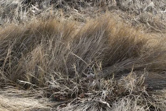 Bartow-Pell Mansion Museum