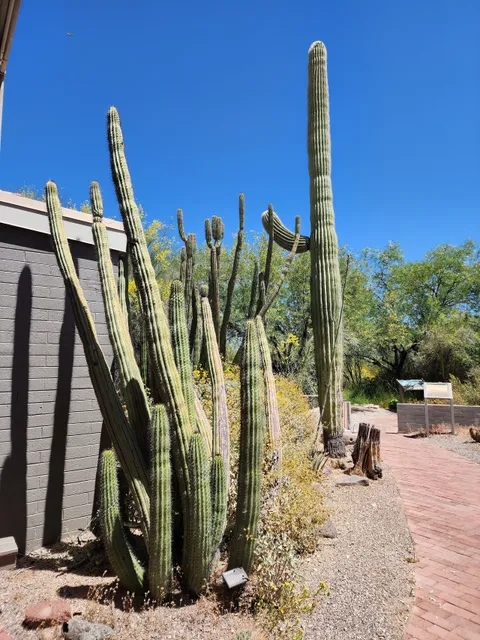 Organ Pipe Cactus National Monument