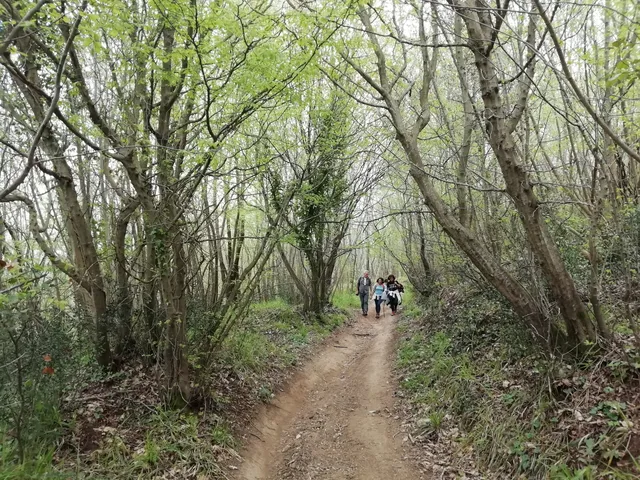 The path of the king