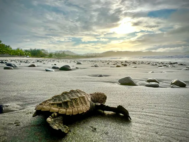 Save The Turtles Playa Venao