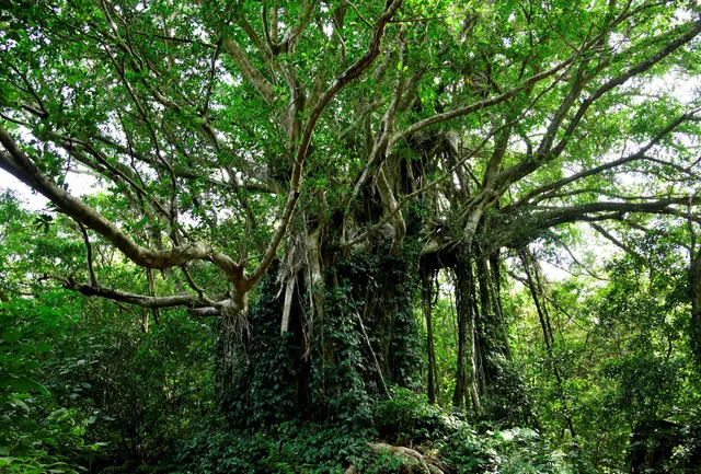 Takena Gajyumaru Giant Banyan Tree