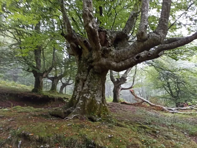 Castillo del Inglés