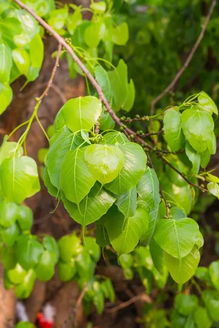 Shyam Baba Chulkana Dham