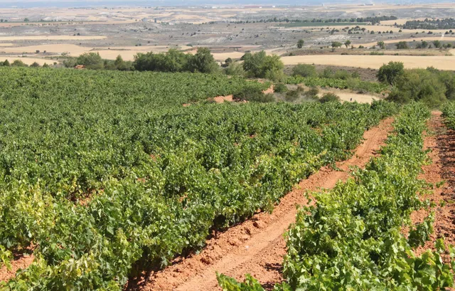 Severino Sanz - Bodega con Restaurante en Ribera del Duero