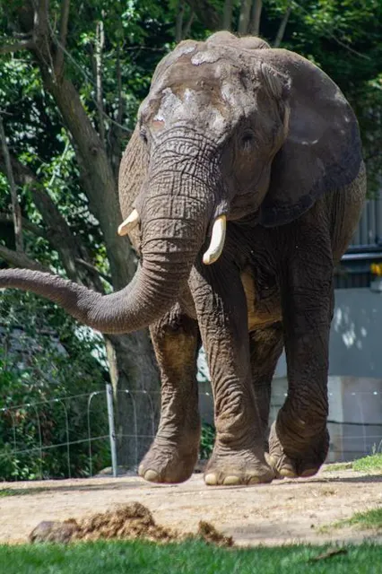 Dino Adventure Nagoya