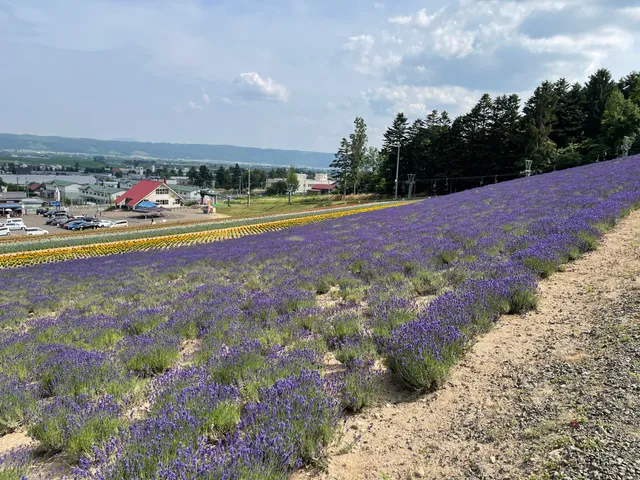 Furano Lavender Fields