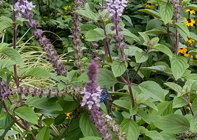 Naturel Garden Minamiaso