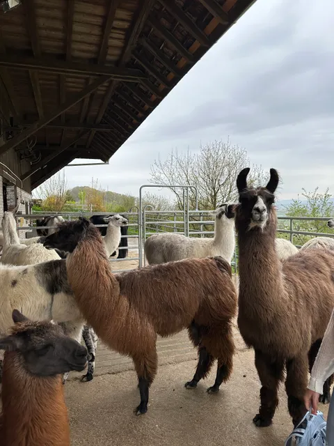 amaLama Trekking - Therapie - Teamcoaching