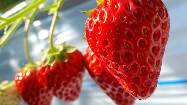 Mukasa plantation Strawberry House