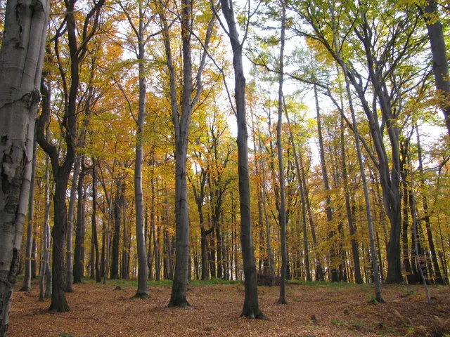 Nature Reserve Lipowiec