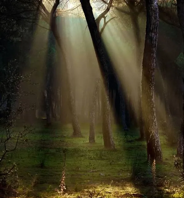 Área Recreativa Los Pinares de Aznalcázar - Puebla del Río