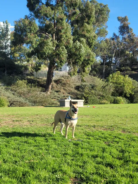 Meanley Open Dog Park