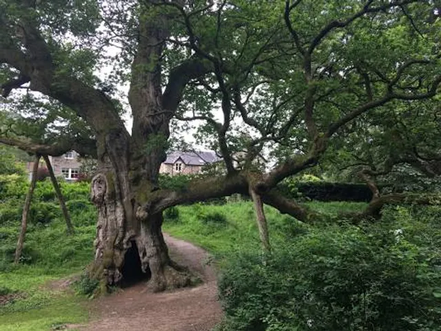 Birnam Oak