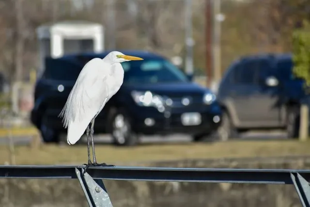 Ecological Reserve Costanera Norte-Ciudad Universitaria