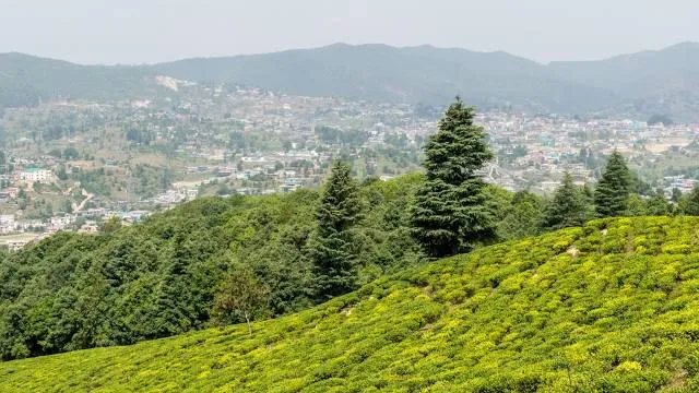 Botanical Tea Garden, Champawat