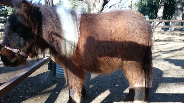 Tatebayashi City Central Park