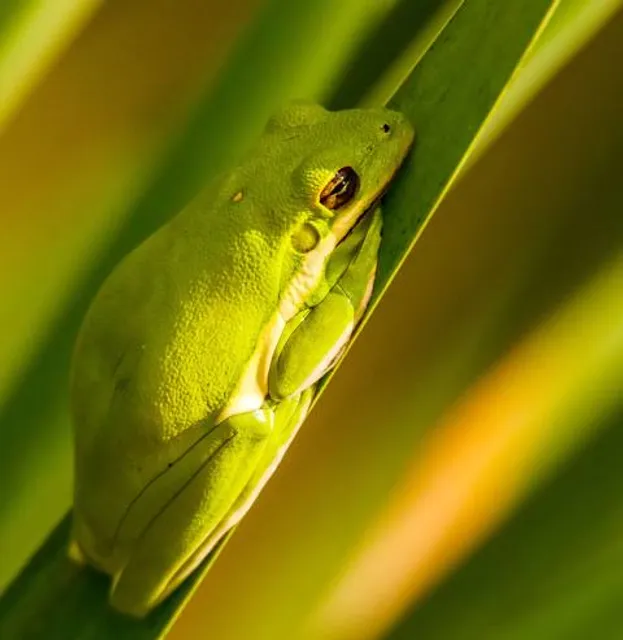 Newman Wetlands Center
