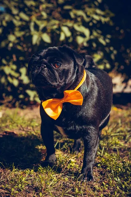 Forest Park of Surprises