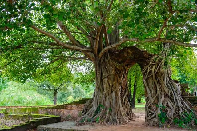 Ananda Bodhi Tree(အာနန္ဒာ ဗောဓိ)(ආනන්ද බෝධීන්වහන්සේ)