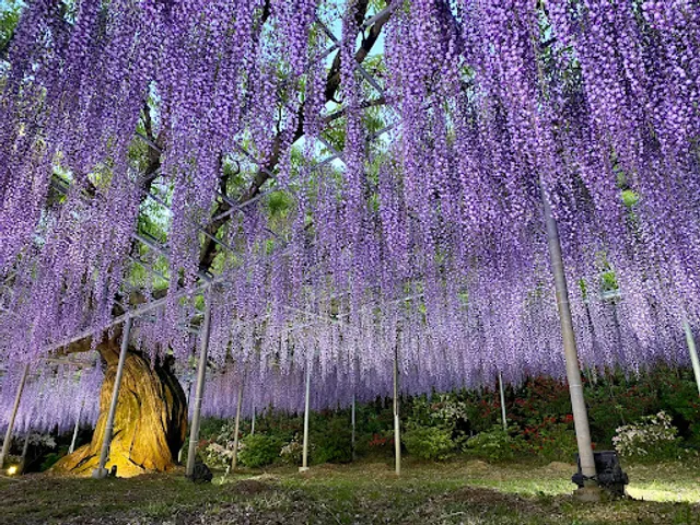 Double Flowered Wisteria