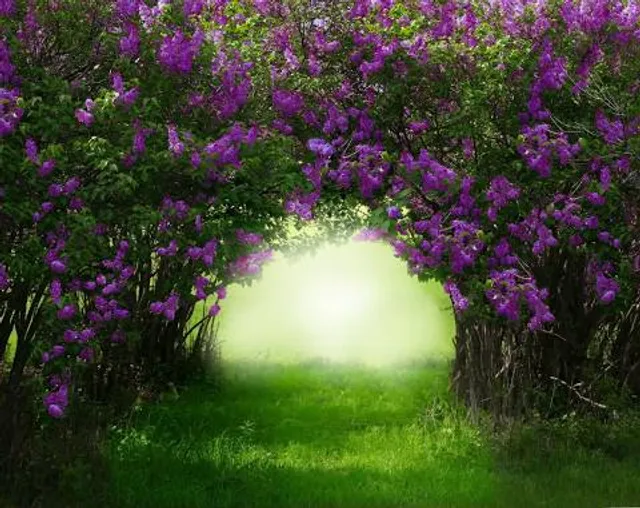 Lilac Forest