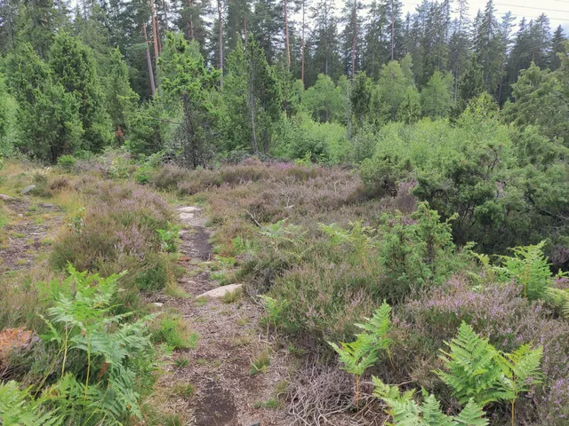 Lövhults naturreservat