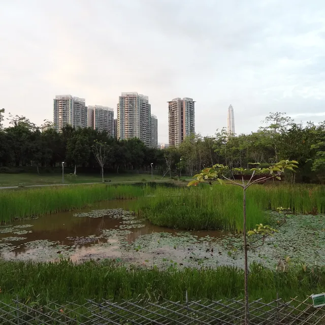 福田红树林生态公园