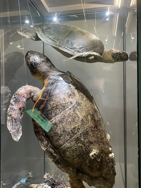 Innia-Lara Turtle Museum and Educational Center