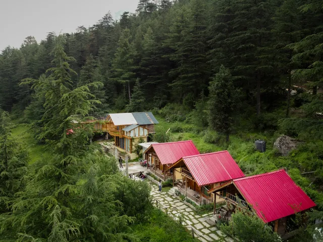 Himalayan Cedar Nest