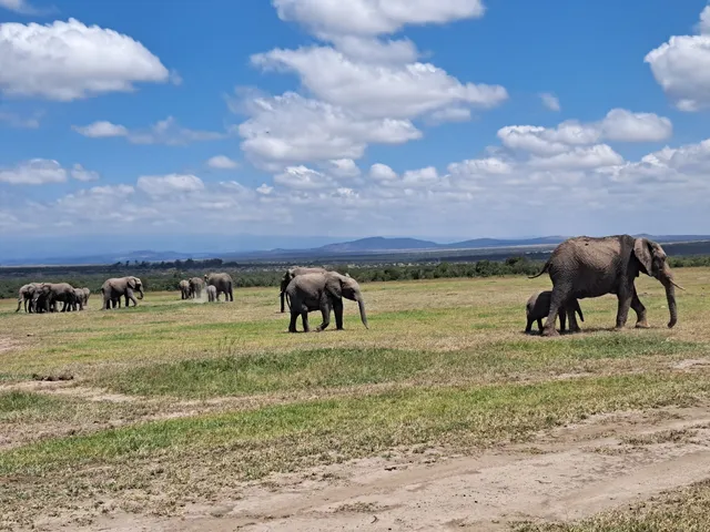 Ol Pejeta Conservancy