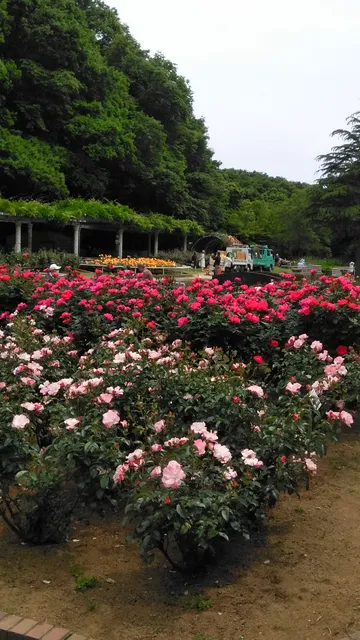 Ichikawa City Rose Garden