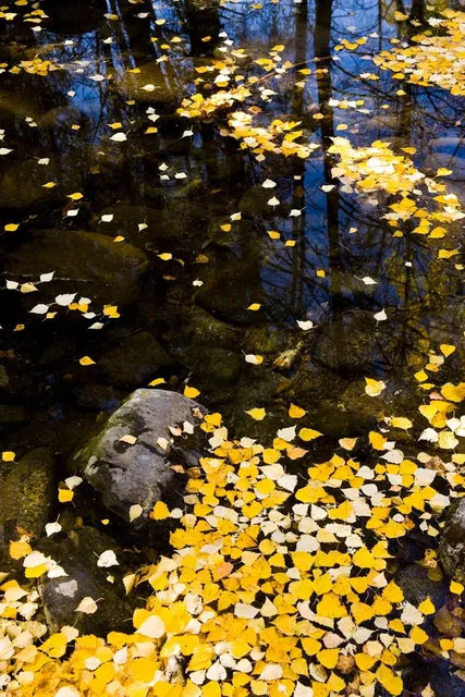 Marais Réal D.-Carbonneau